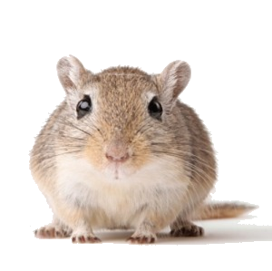 a cute gerbil